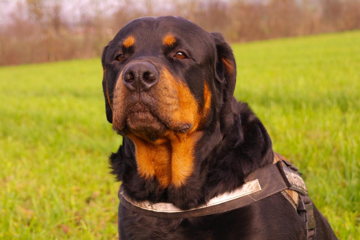 Rottweiler Fafner<3 |Faffe'laffe|<3 - 8/11/2014 billede 22