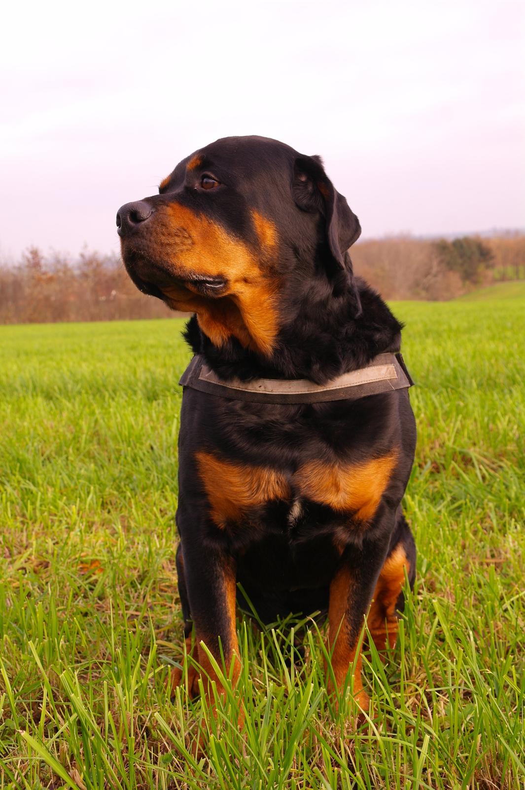 Rottweiler Fafner<3 |Faffe'laffe|<3 - 8/11/2014 billede 14