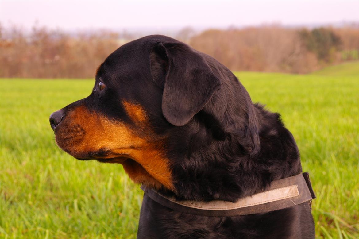 Rottweiler Fafner<3 |Faffe'laffe|<3 - 8/11/2014 billede 29