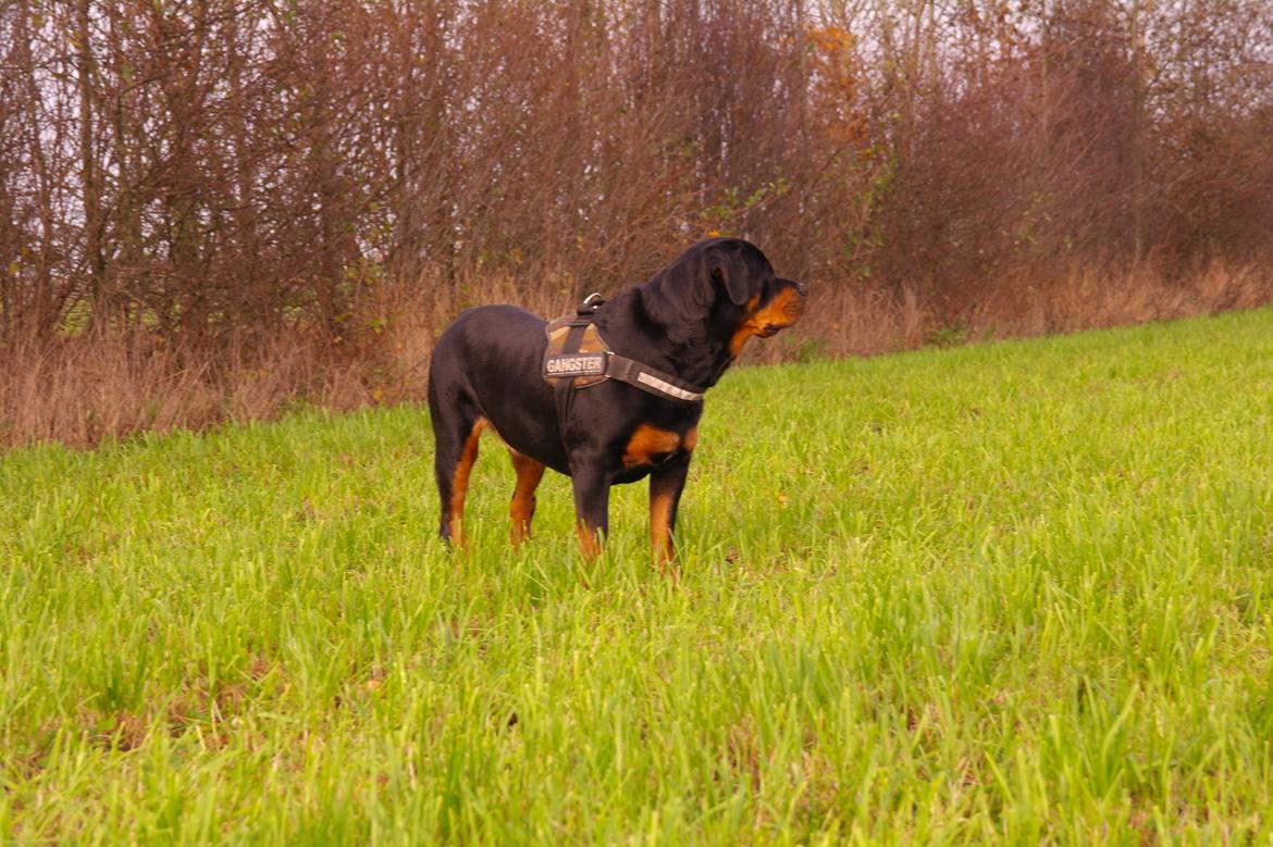 Rottweiler Fafner<3 |Faffe'laffe|<3 billede 12