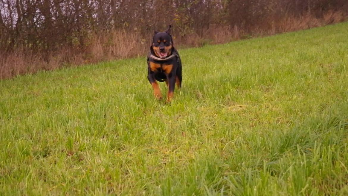 Rottweiler Fafner<3 |Faffe'laffe|<3 - 8/11/2014 billede 20