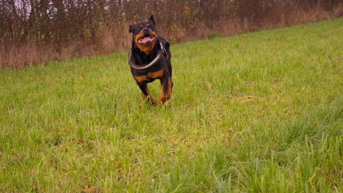 Rottweiler Fafner<3 |Faffe'laffe|<3 - 8/11/2014 billede 19