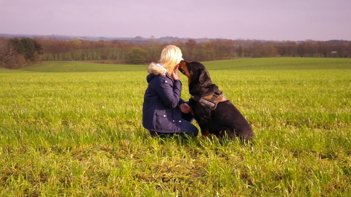 Rottweiler Fafner<3 |Faffe'laffe|<3 - 8/11/2014 billede 16