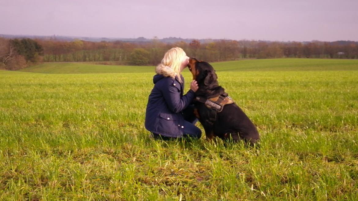 Rottweiler Fafner<3 |Faffe'laffe|<3 - 8/11/2014 billede 6