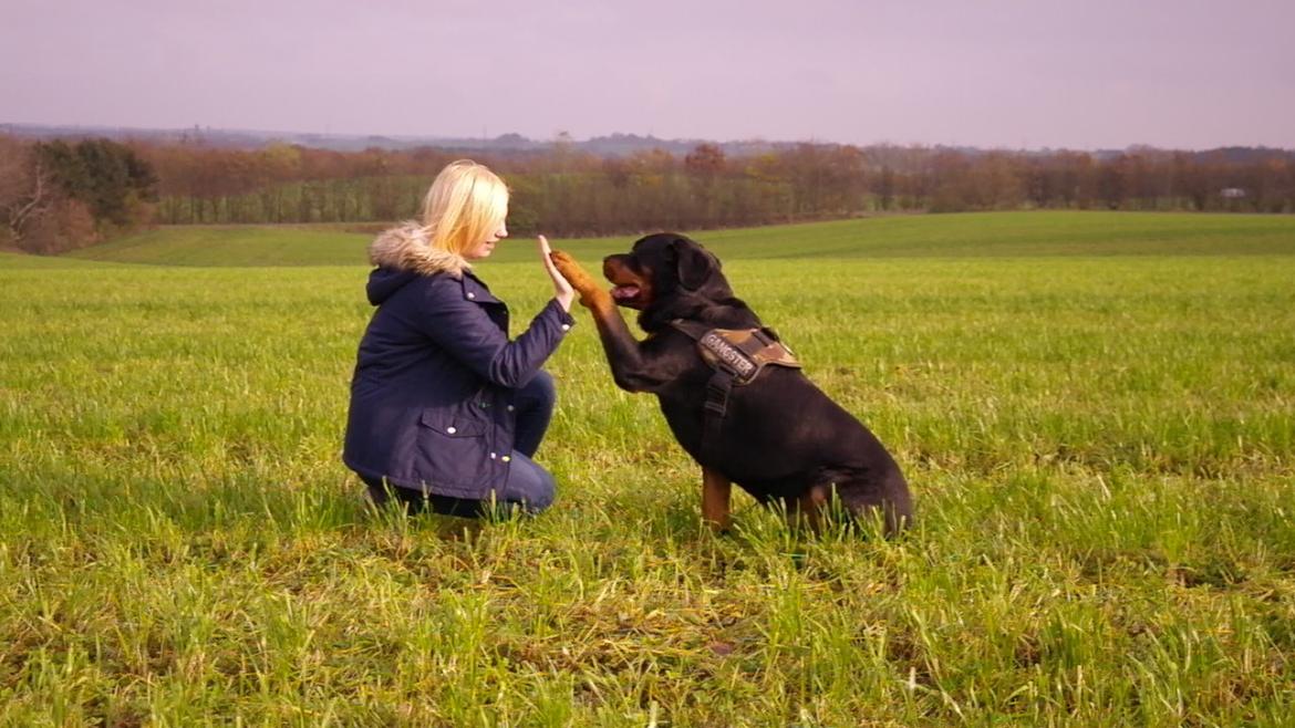 Rottweiler Fafner<3 |Faffe'laffe|<3 - 8/11/2014 billede 1