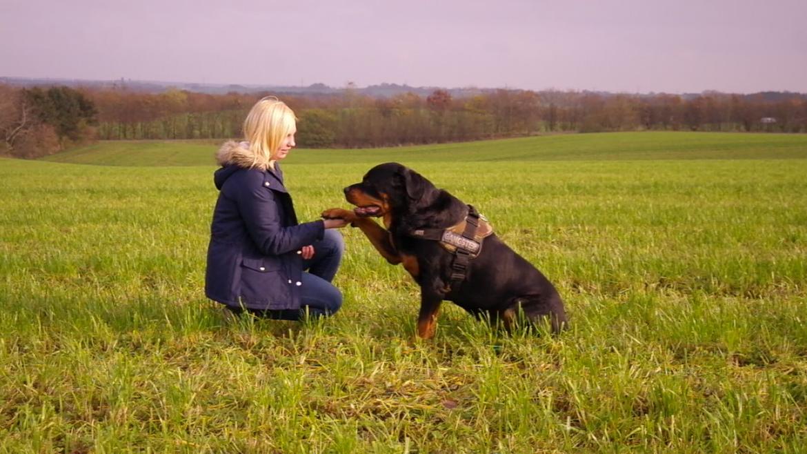 Rottweiler Fafner<3 |Faffe'laffe|<3 - 8/11/2014 billede 9