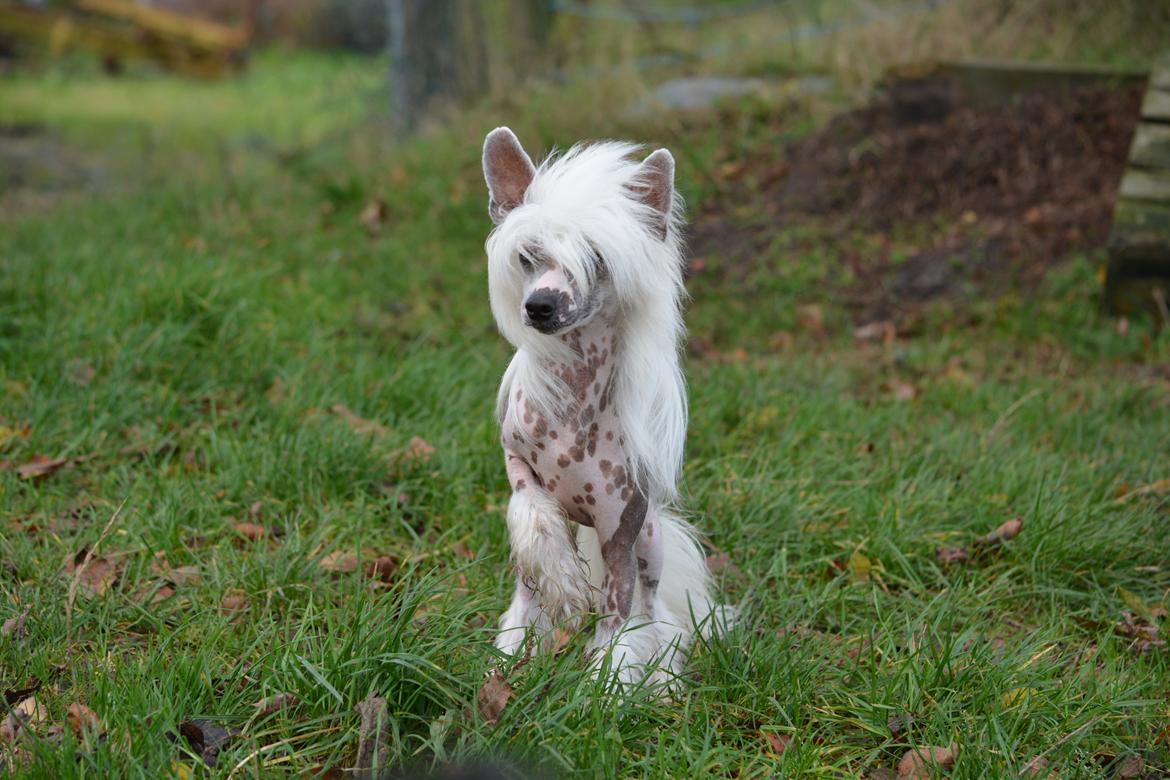 Chinese crested hårløs Legion of Dream Willie Boy "Willie" billede 1