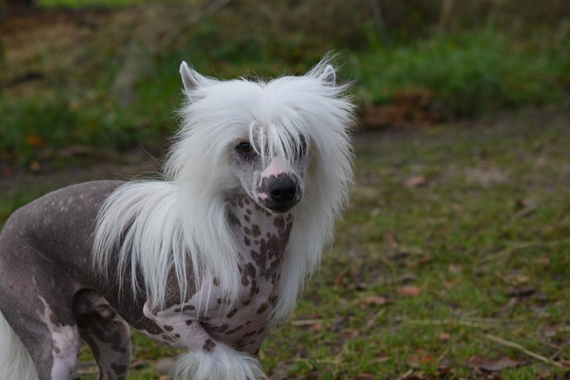 Chinese crested hårløs Legion of Dream Willie Boy "Willie" billede 2