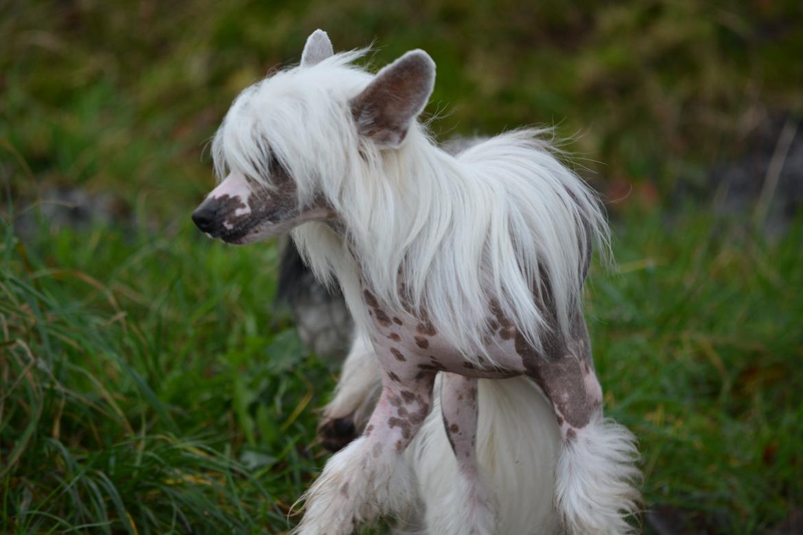 Chinese crested hårløs Legion of Dream Willie Boy "Willie" billede 3