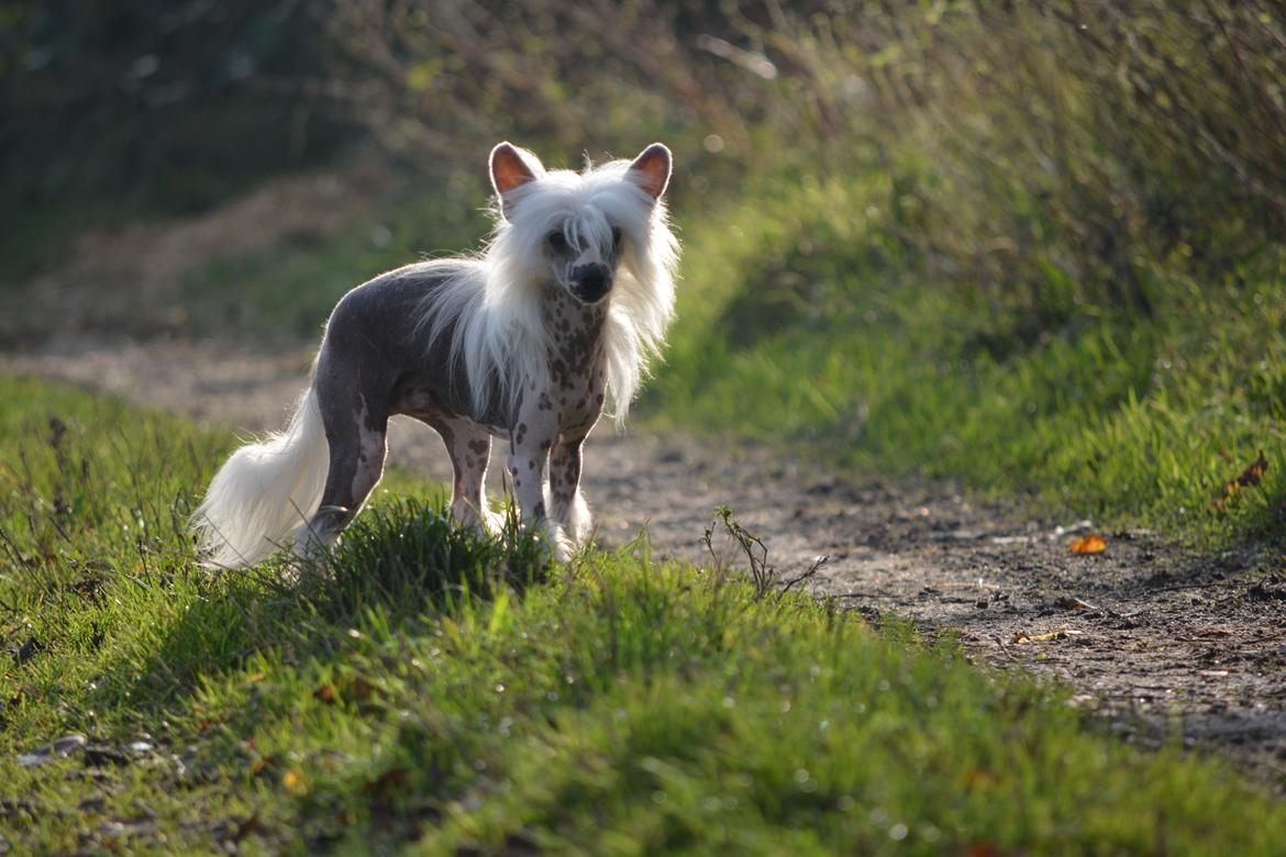 Chinese crested hårløs Legion of Dream Willie Boy "Willie" billede 4