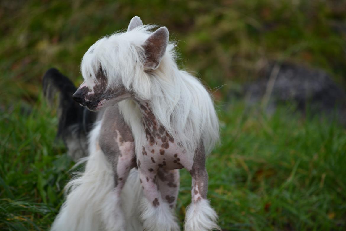 Chinese crested hårløs Legion of Dream Willie Boy "Willie" billede 5