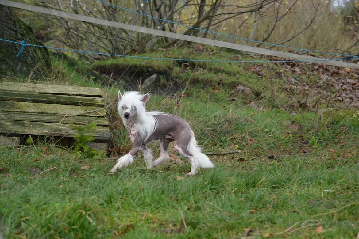 Chinese crested hårløs Legion of Dream Willie Boy "Willie" billede 6