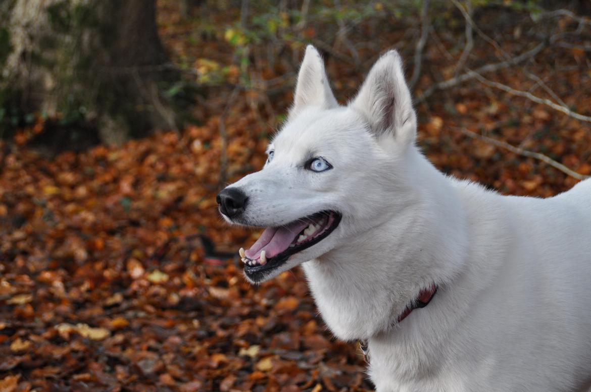 Siberian husky Tori billede 4