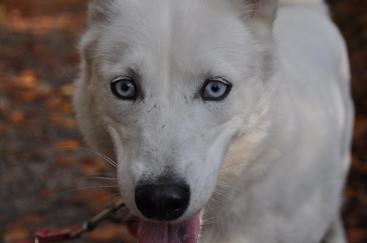 Siberian husky Tori - Efterår 2014 billede 3