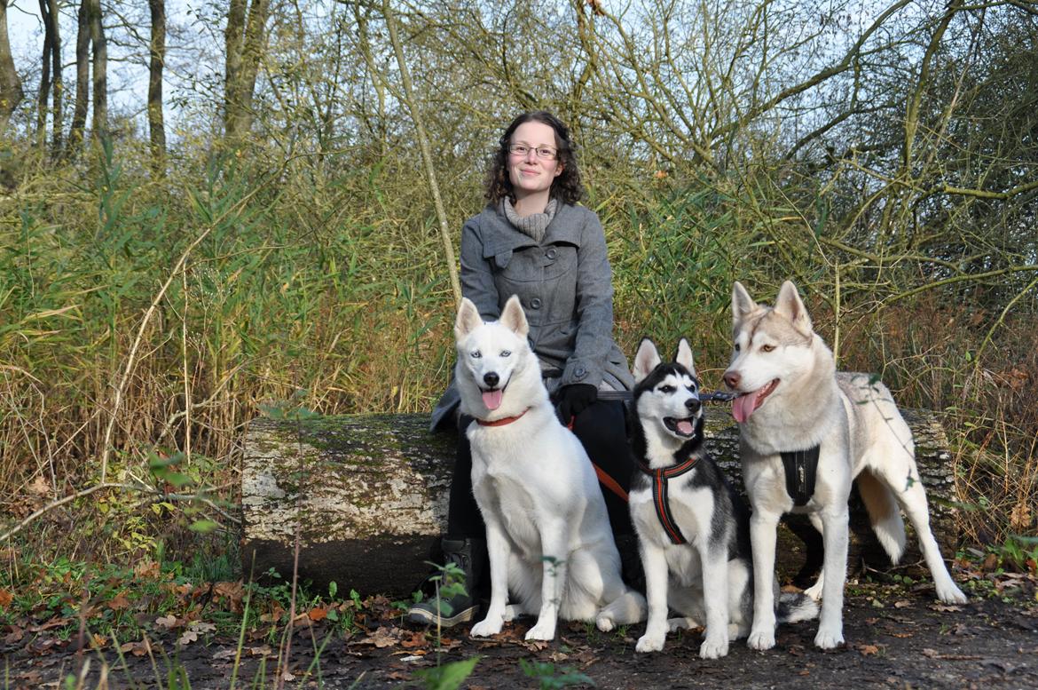 Siberian husky Tori billede 5