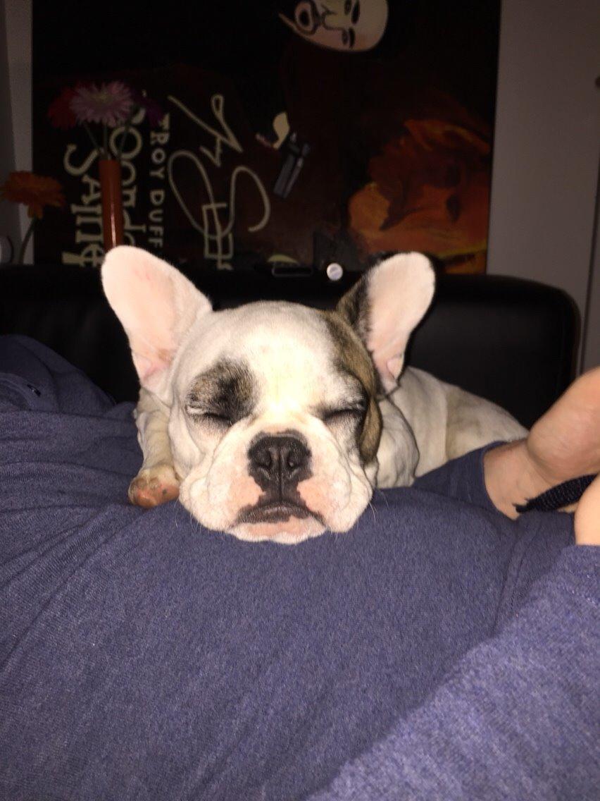 Fransk bulldog Puk billede 8