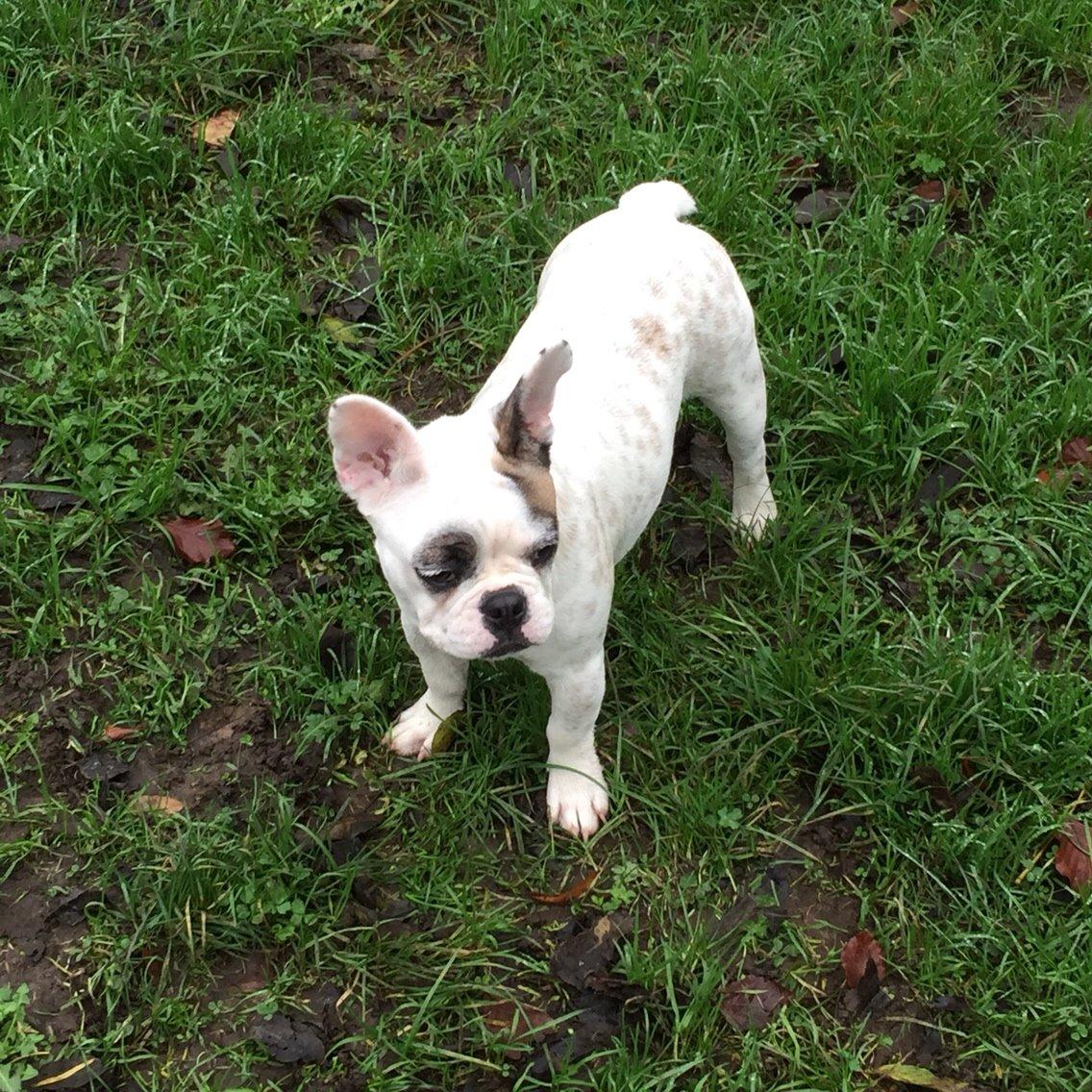 Fransk bulldog Puk billede 9