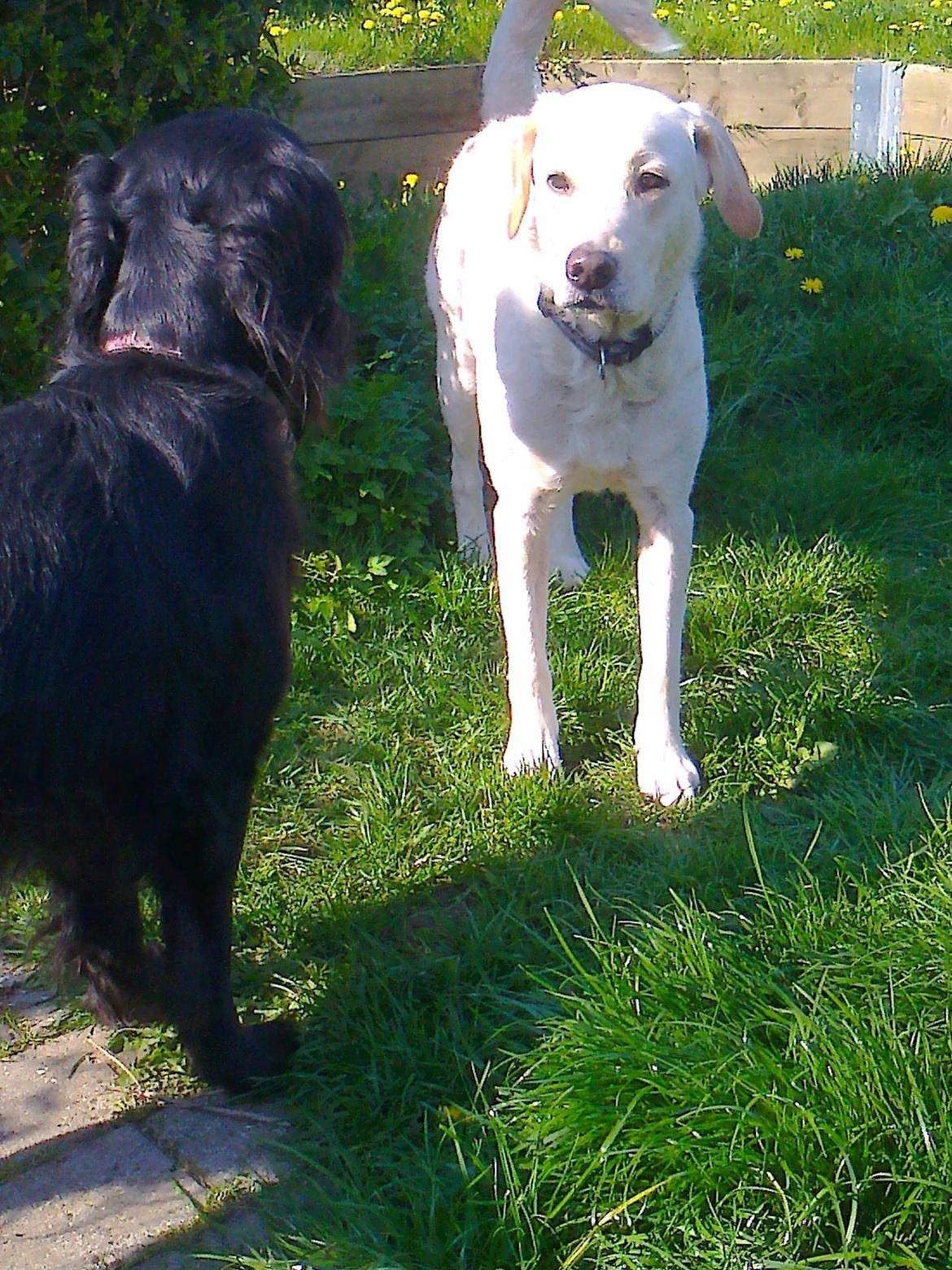 Blanding af racer Milky billede 1