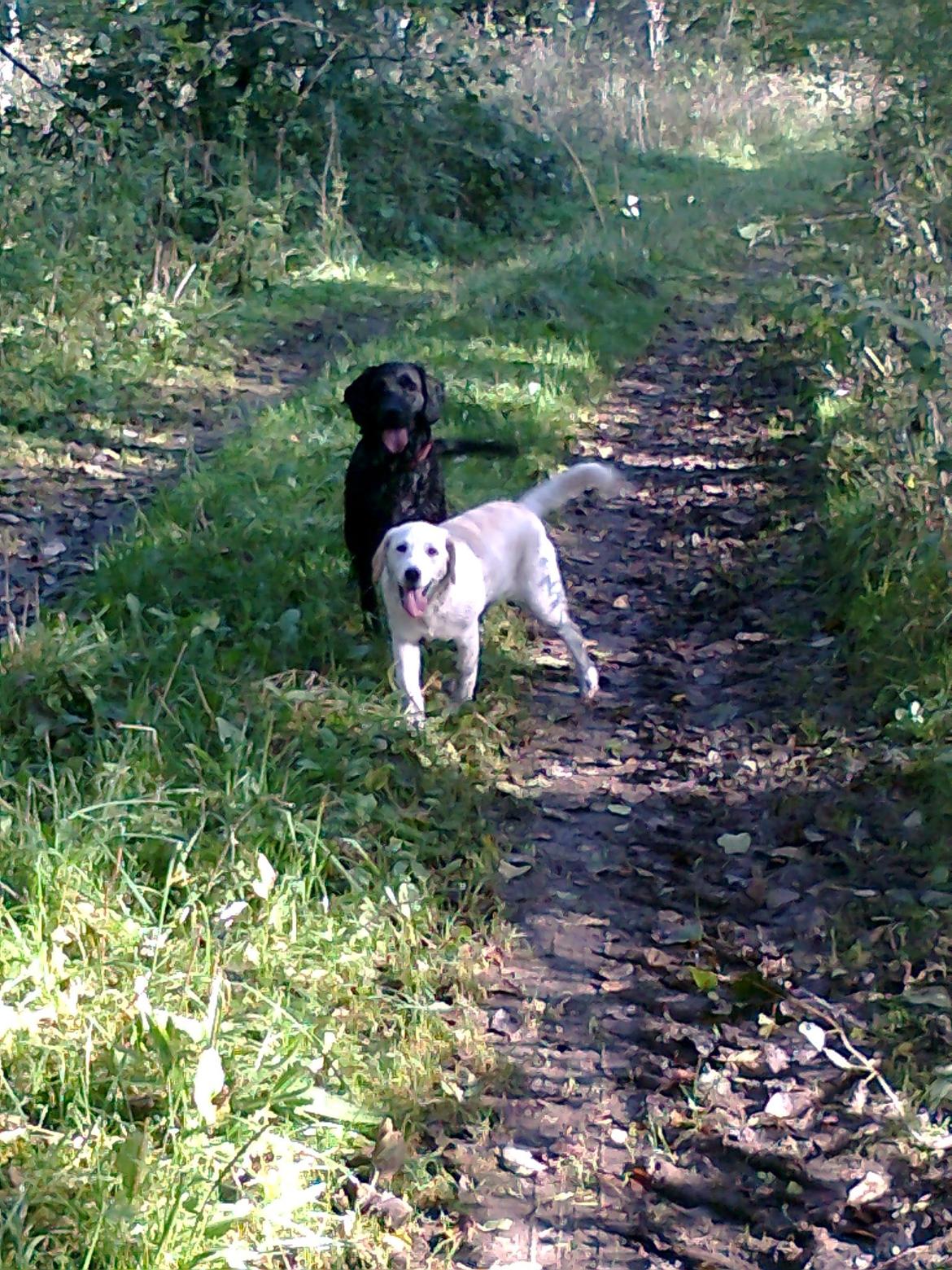 Blanding af racer Milky billede 2