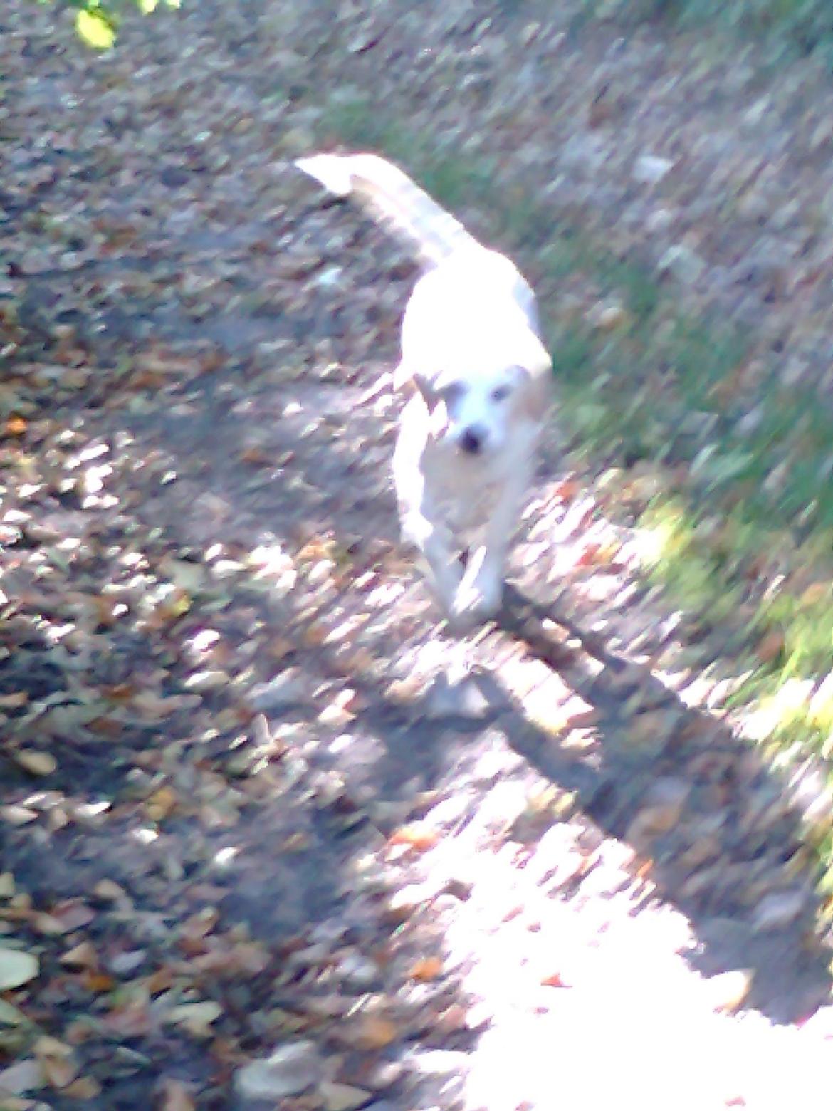 Blanding af racer Milky billede 3