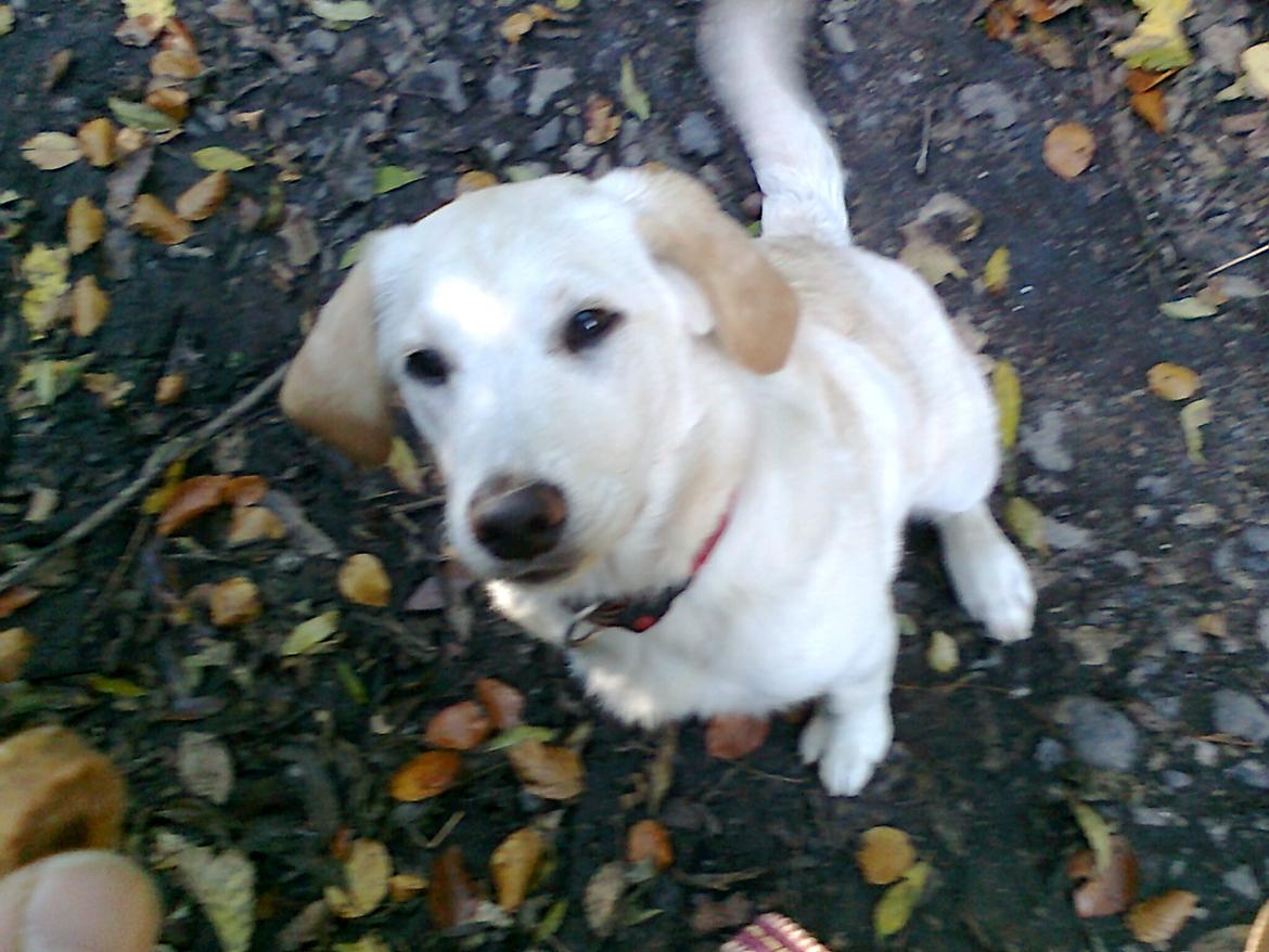 Blanding af racer Milky billede 4