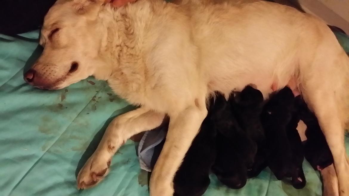 Blanding af racer Milky billede 5