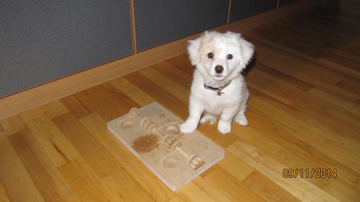 Blanding af racer Mickey R.I.P billede 10