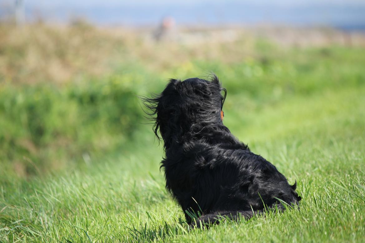 Gravhund Karl  - nyder udsigten :-) Sommerhus, efterårsferien 2014 billede 42