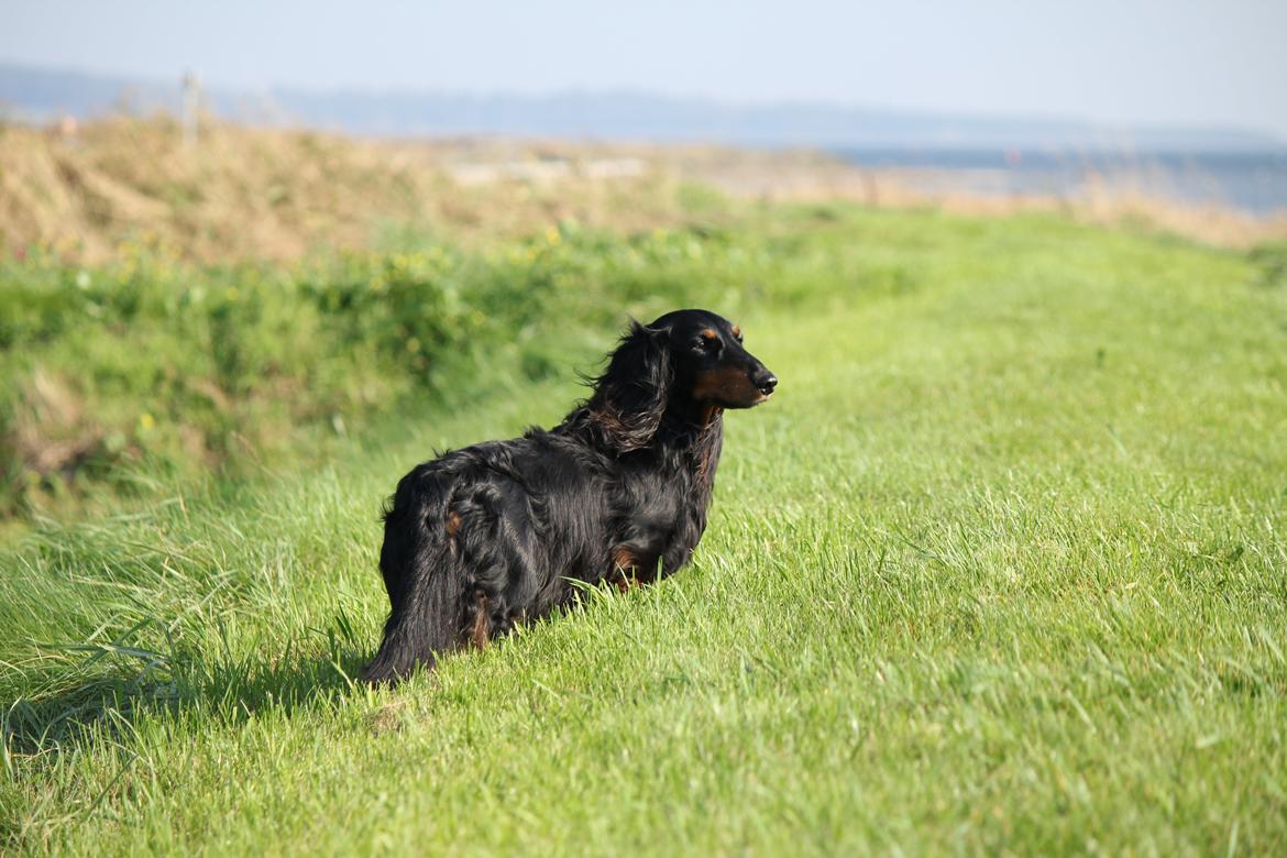 Gravhund Karl  - kongedyret <3 Sommerhus, efterårsferien 2014. billede 1