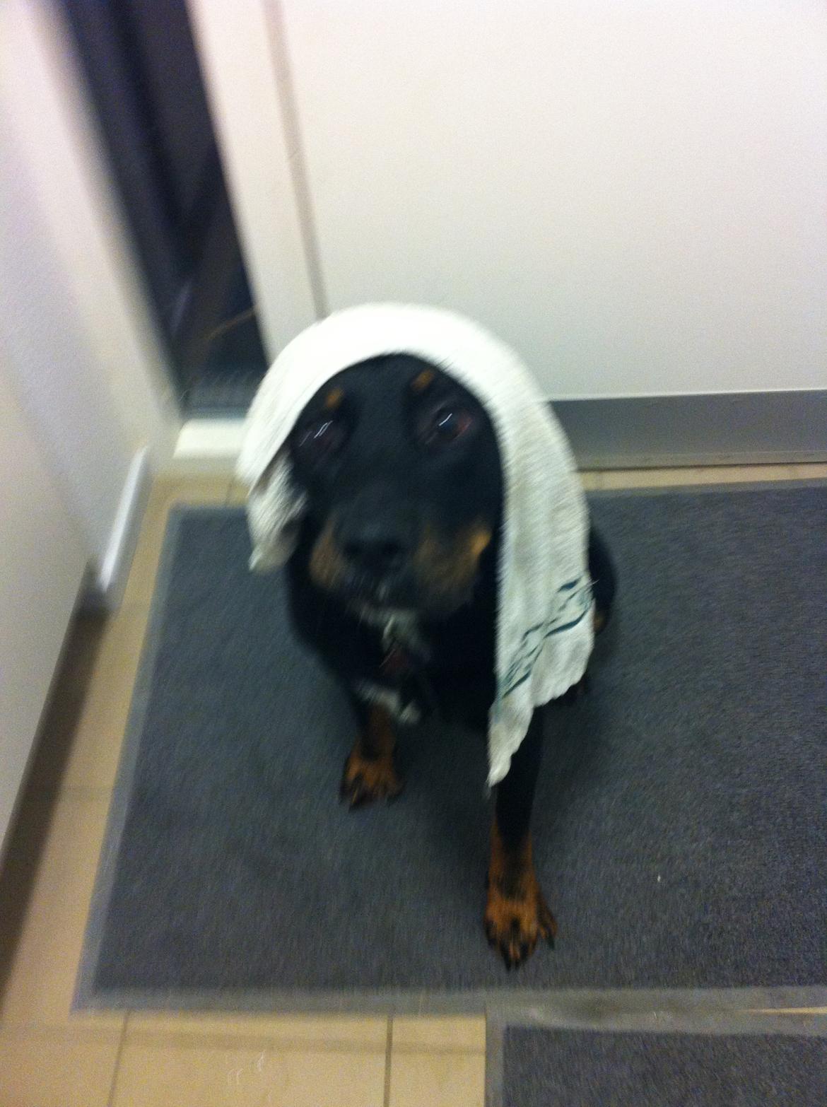 Blanding af racer Balou |Bøffen| - Det sidste billede jeg fik af ham.. Han hadede regn :'D billede 3