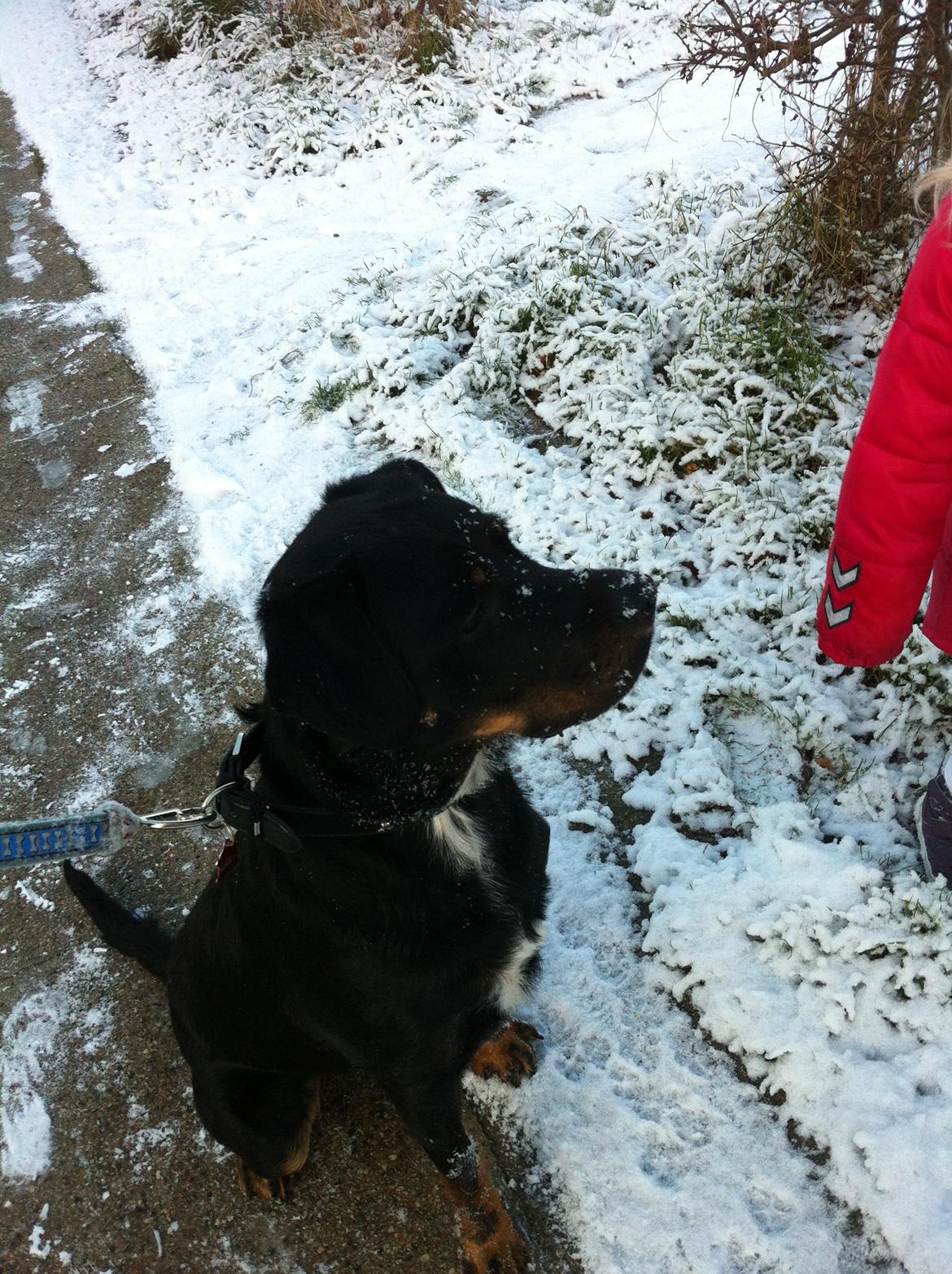 Blanding af racer Balou |Bøffen| - Mikela(Min kusine) gav ham kage.:3 billede 5