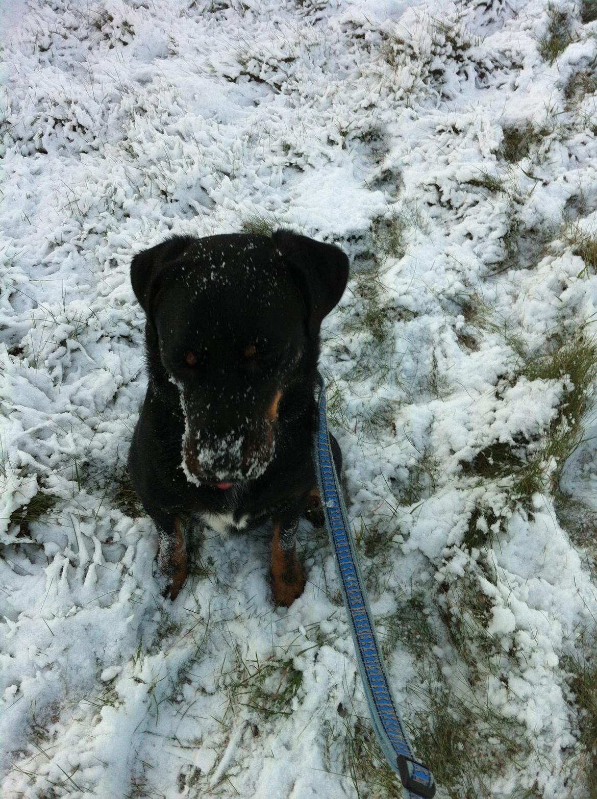 Blanding af racer Balou |Bøffen| - -Men han var noget af et snedyr! billede 4