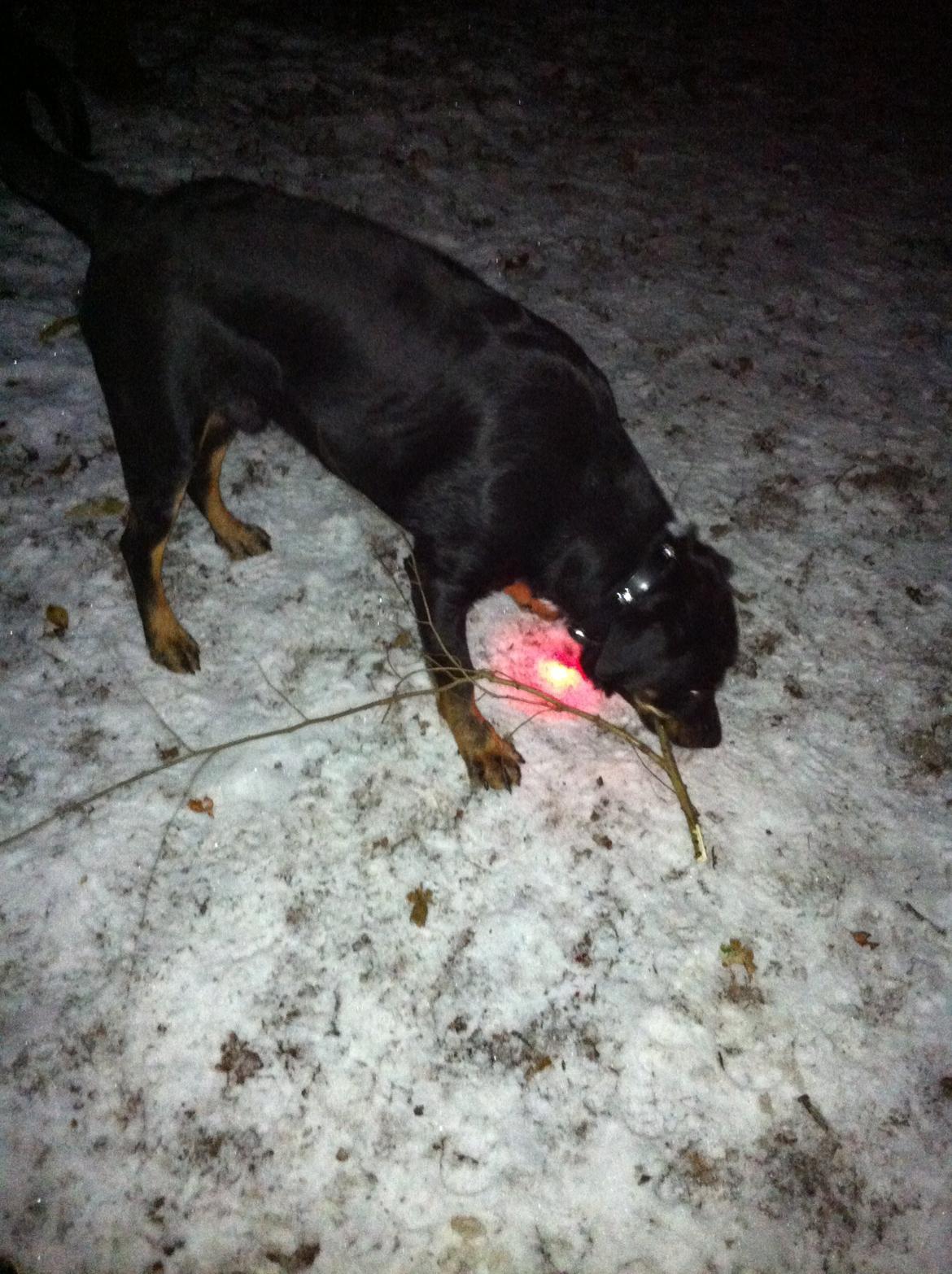 Blanding af racer Balou |Bøffen| - Aftentur i hundeskoven. billede 6