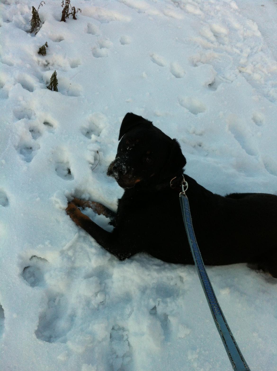 Blanding af racer Balou |Bøffen| - ''Mus?'' billede 7