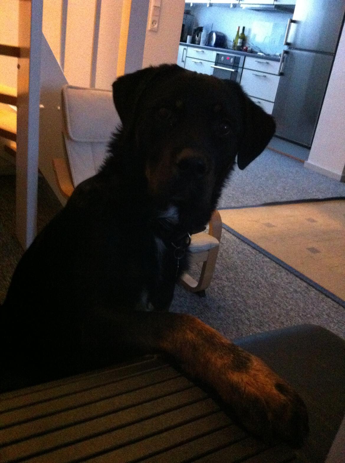 Blanding af racer Balou |Bøffen| billede 2