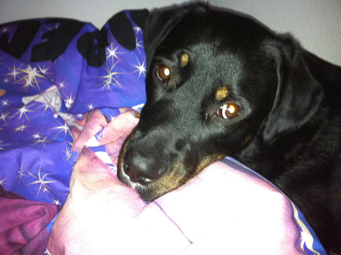 Blanding af racer Balou |Bøffen| billede 9