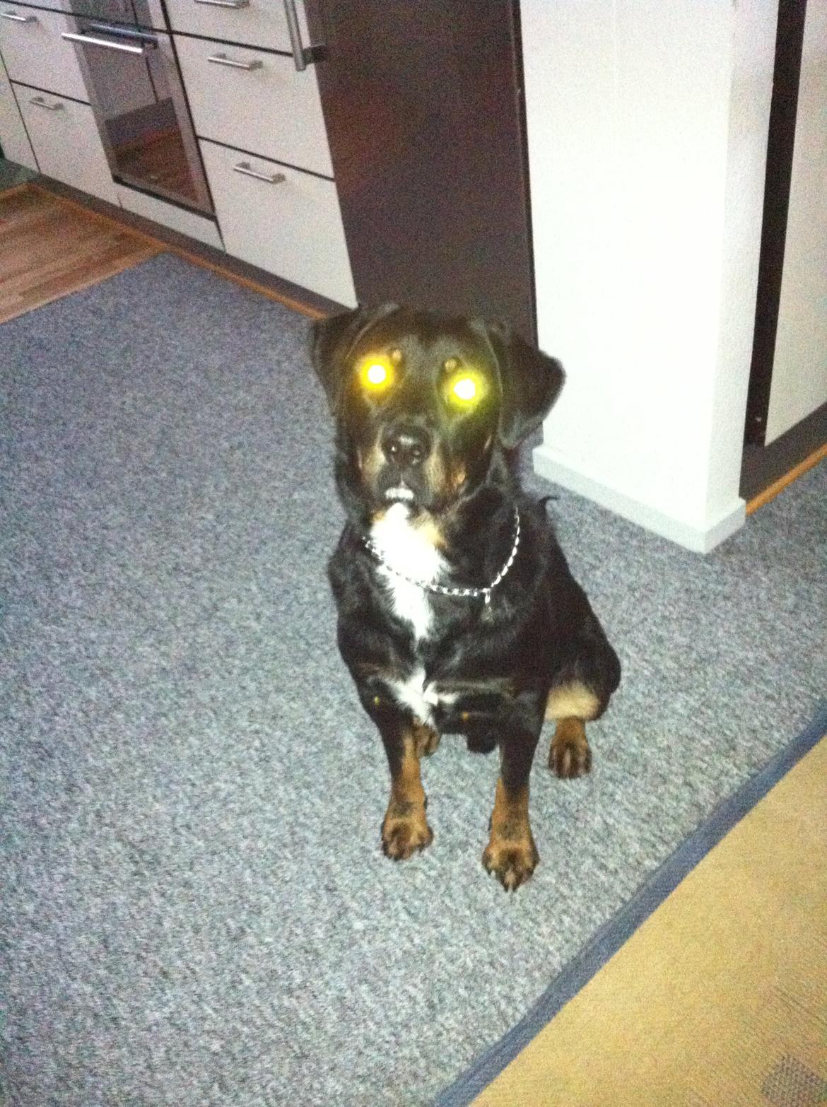 Blanding af racer Balou |Bøffen| billede 10