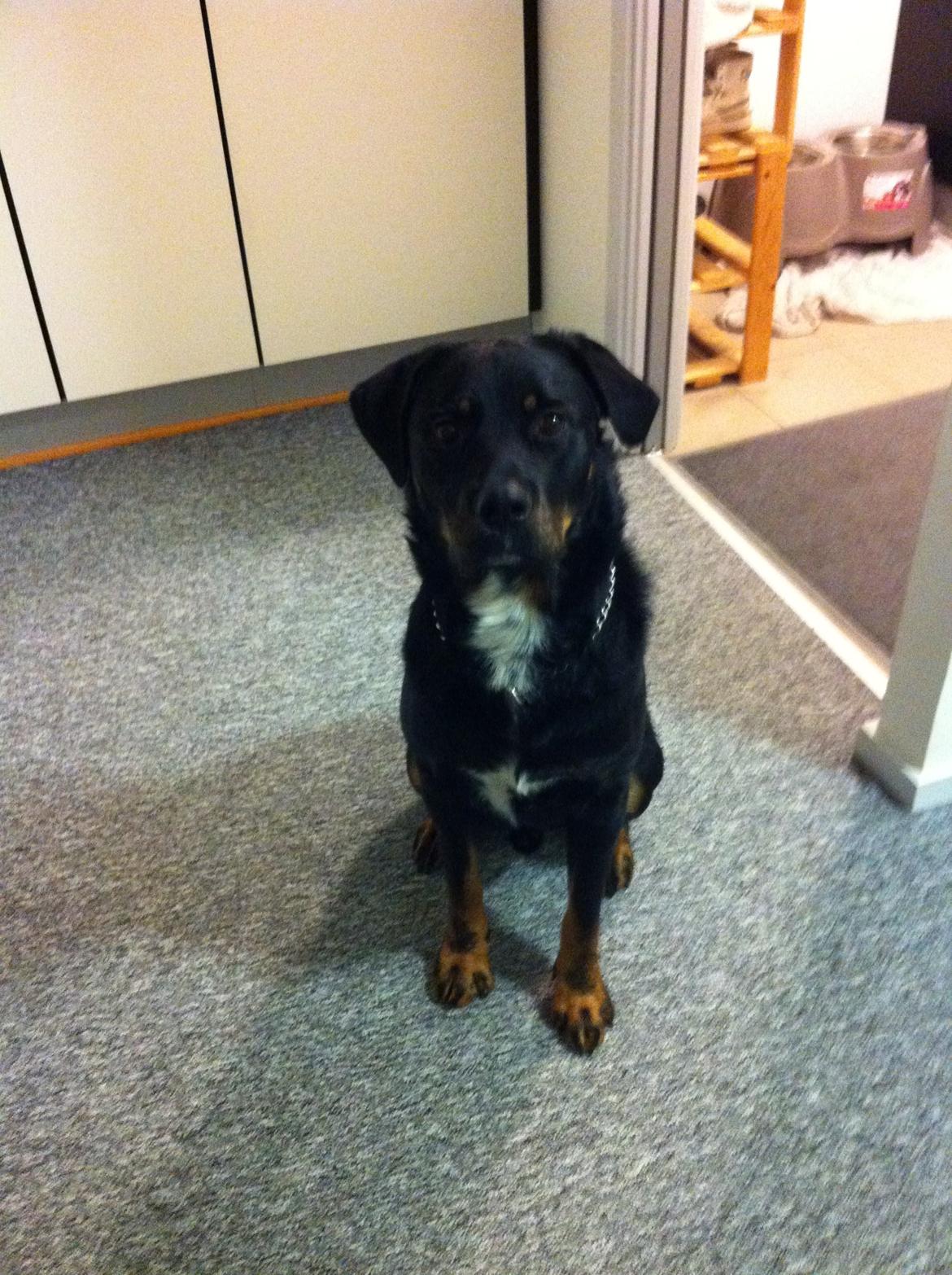 Blanding af racer Balou |Bøffen| billede 11