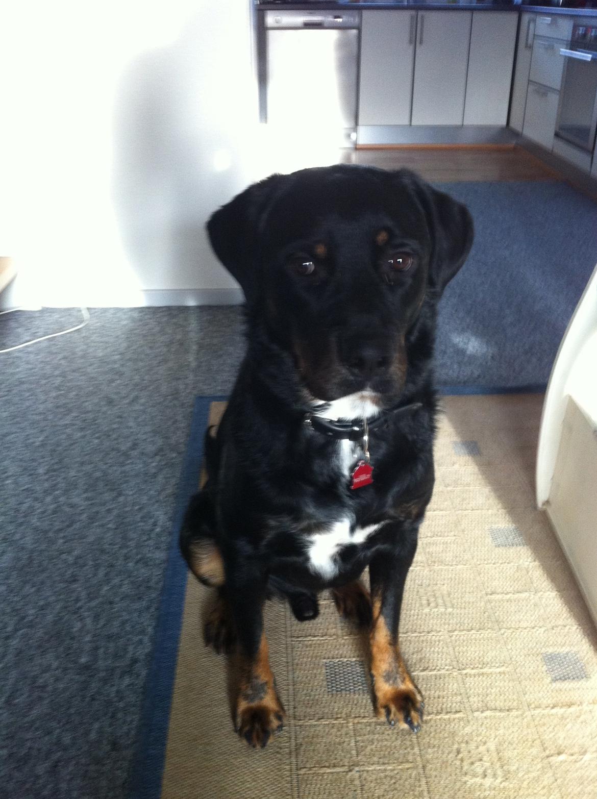 Blanding af racer Balou |Bøffen| billede 12