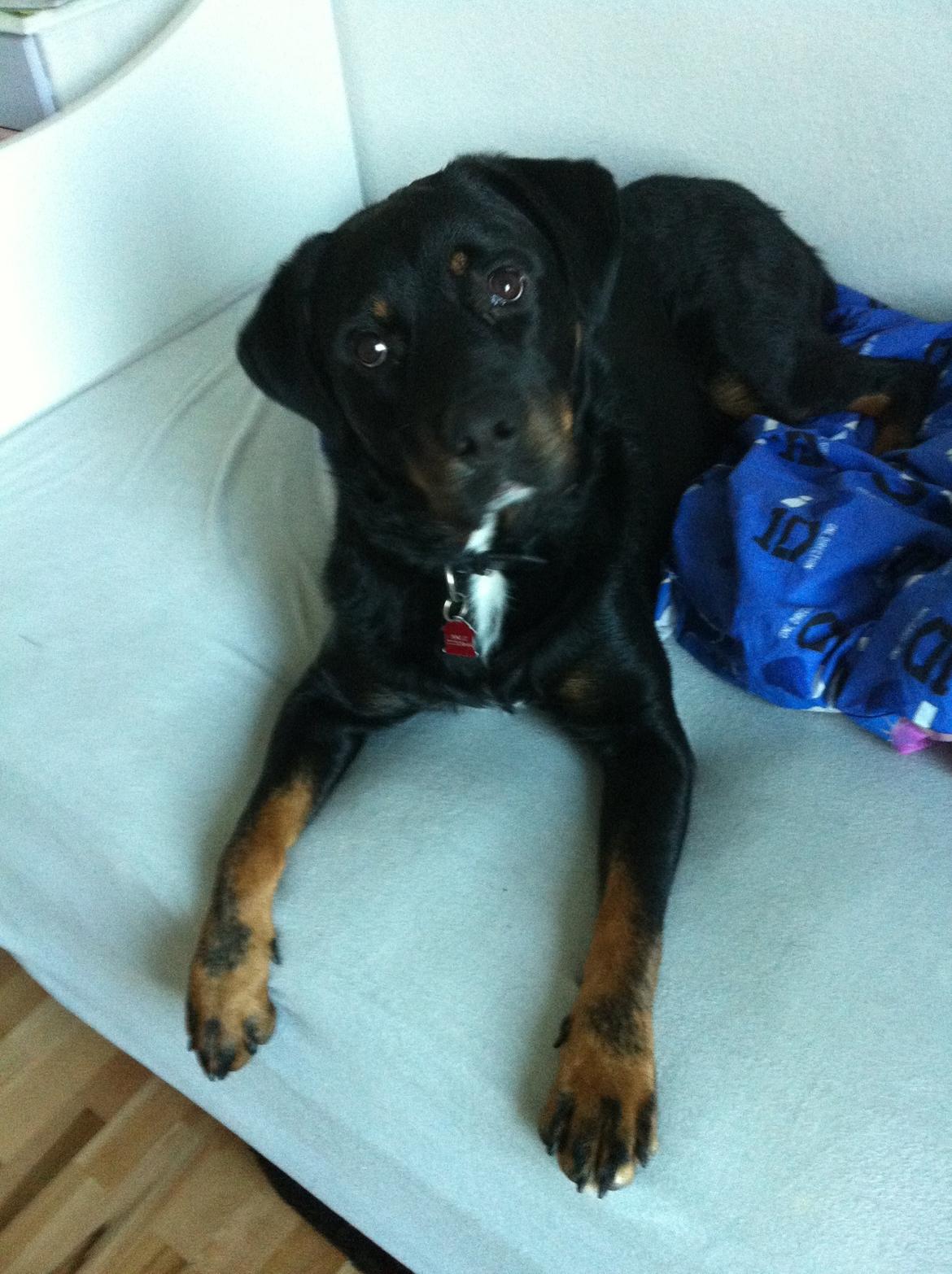 Blanding af racer Balou |Bøffen| billede 13