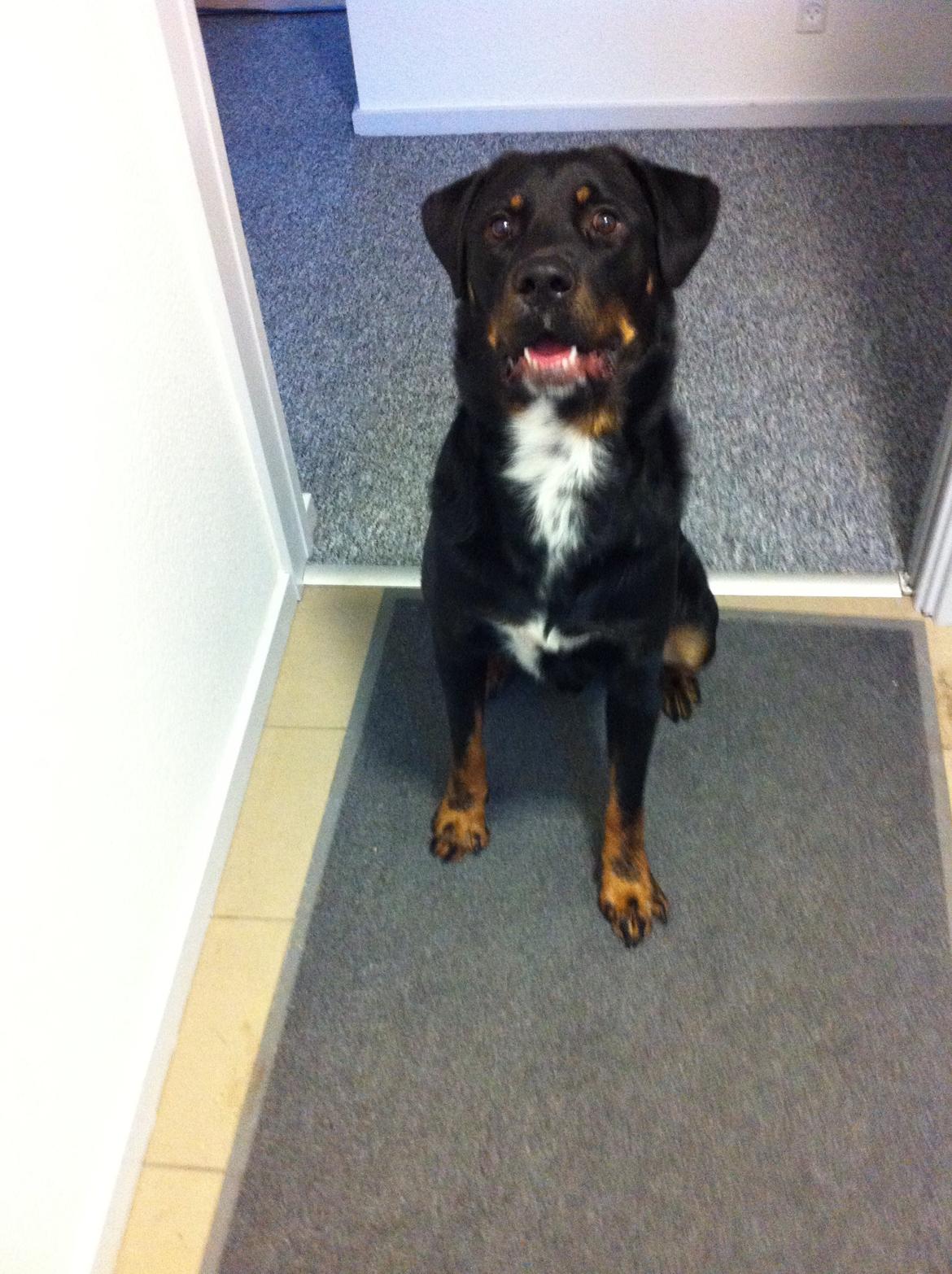 Blanding af racer Balou |Bøffen| billede 8