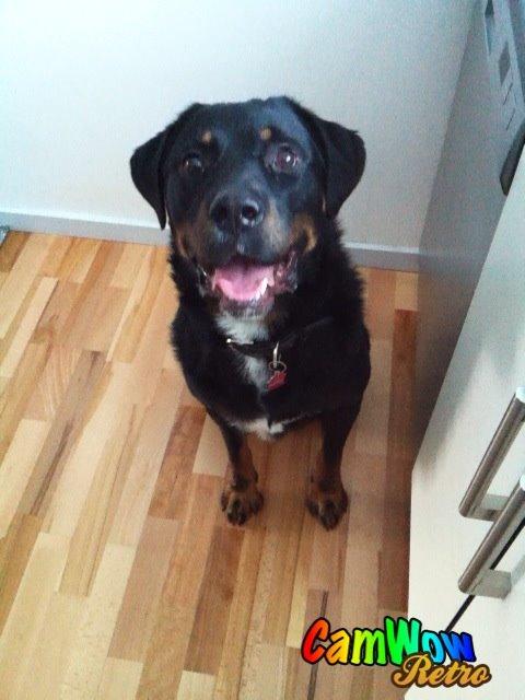 Blanding af racer Balou |Bøffen| billede 14