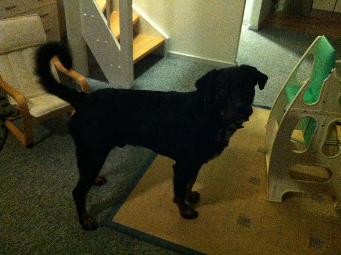 Blanding af racer Balou |Bøffen| - Så flot ;3 billede 16