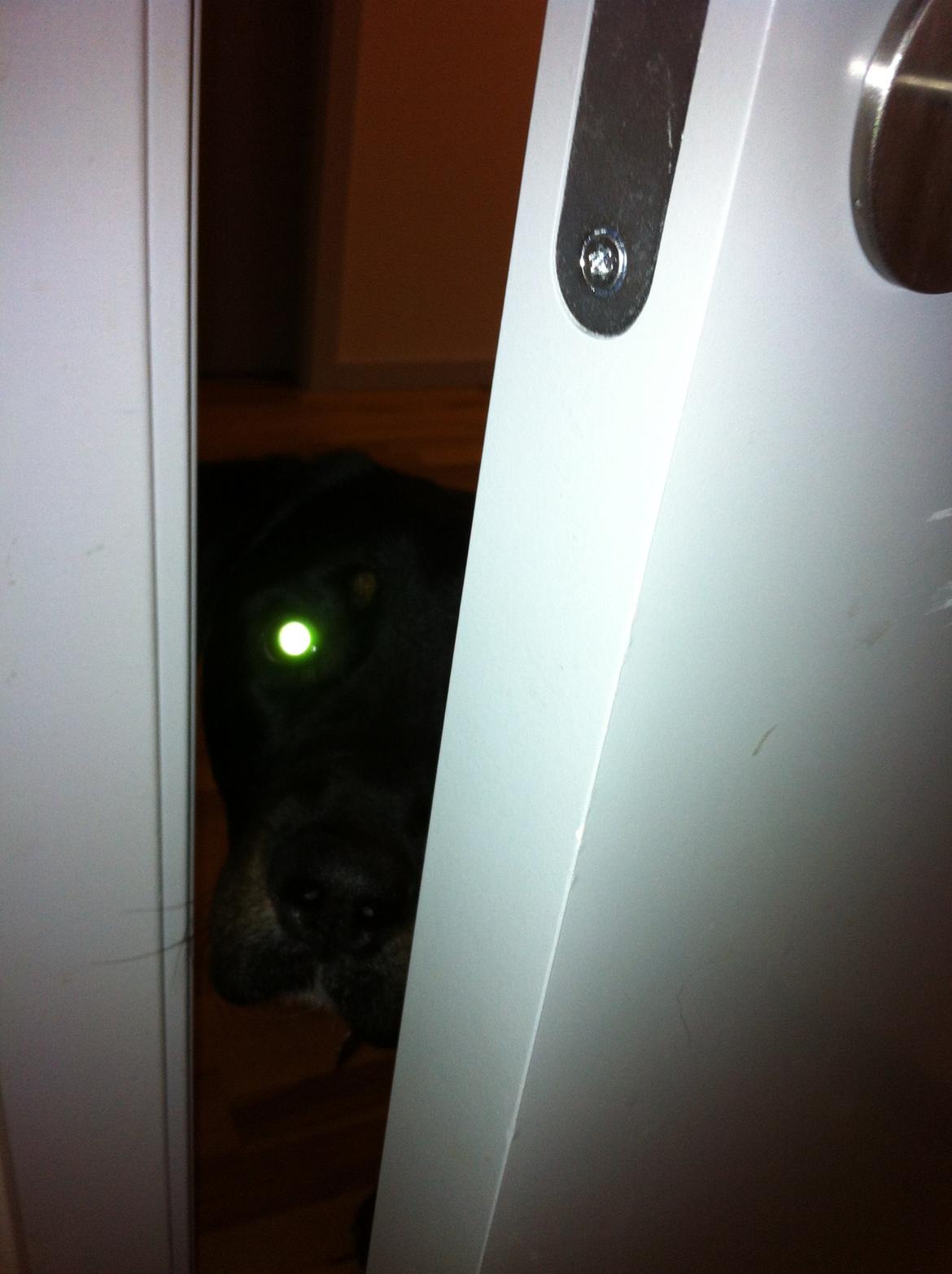 Blanding af racer Balou |Bøffen| - ''Kommer du snart?''  billede 17