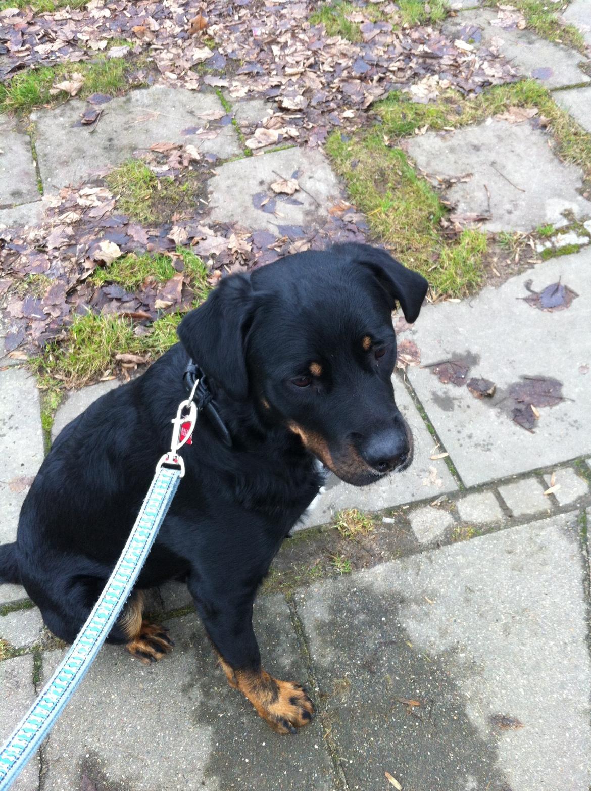 Blanding af racer Balou |Bøffen| - Efter en laaang løbetur med Brotus (Vores politihundeven)..  billede 18