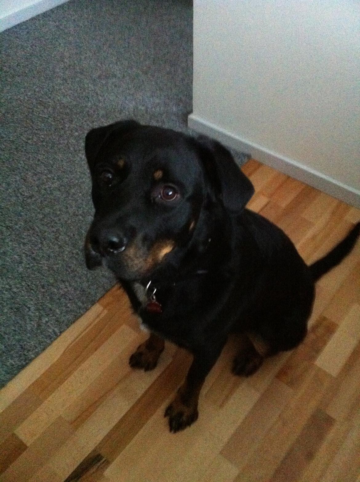 Blanding af racer Balou |Bøffen| - ''Jaja, jeg er dygtig. -Får jeg den kage?'' billede 19