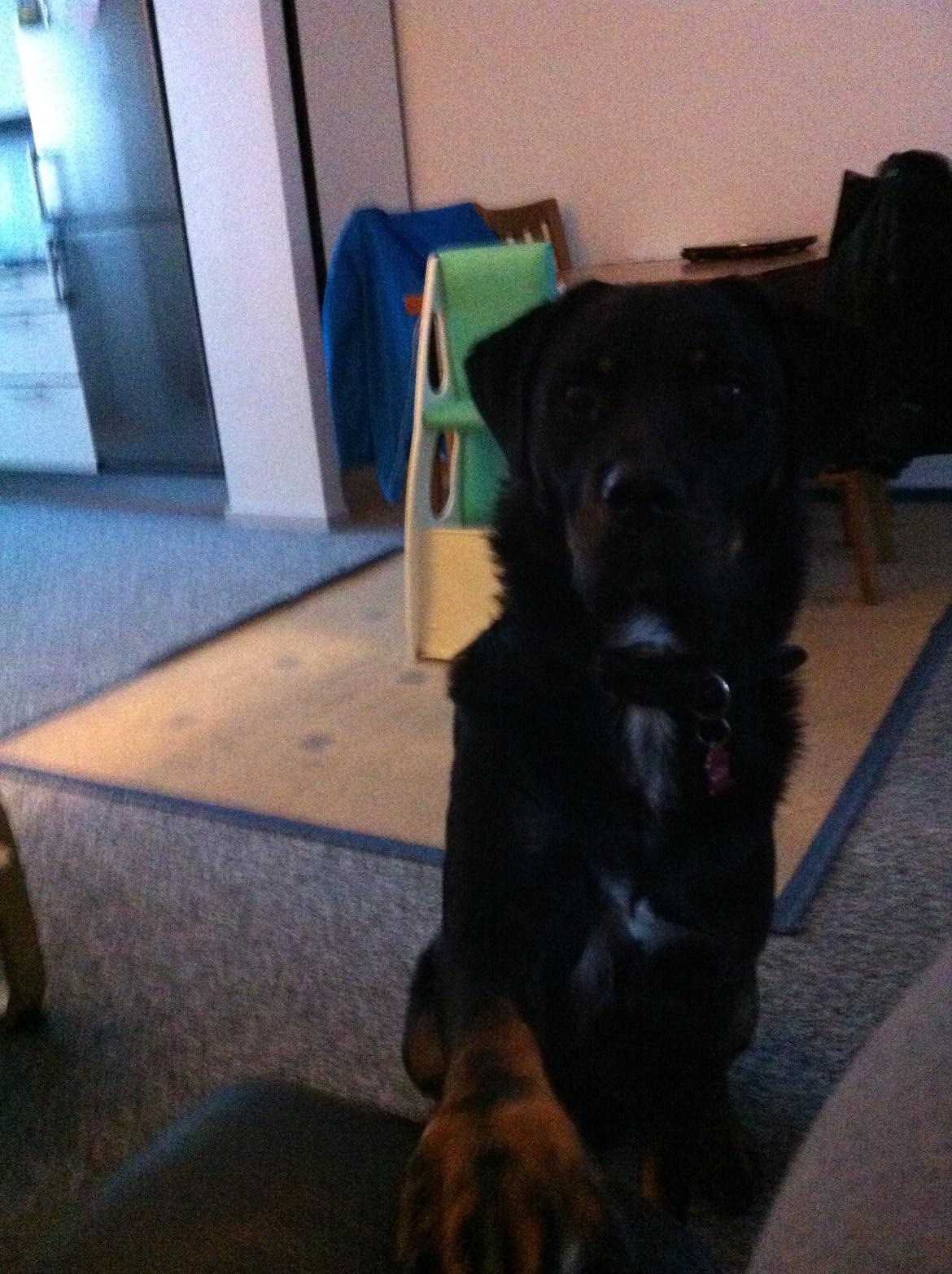 Blanding af racer Balou |Bøffen| - ''Se mig nuuu!'' billede 20