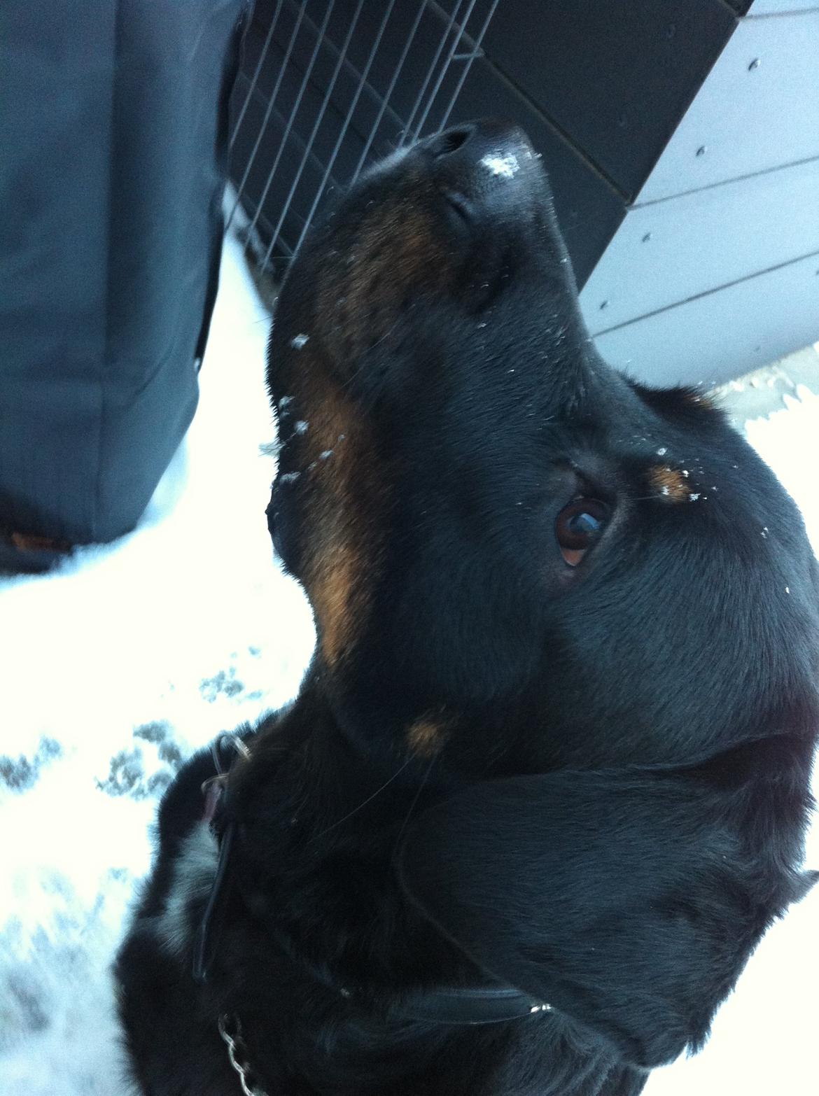 Blanding af racer Balou |Bøffen| - ''Det sner?!'' billede 1