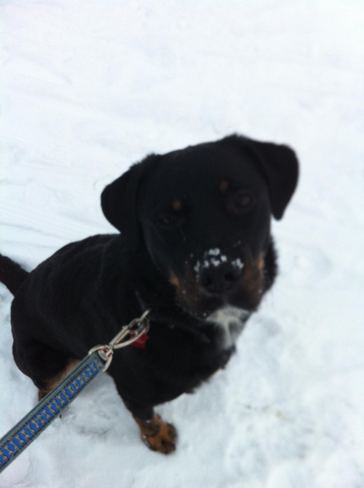 Blanding af racer Balou |Bøffen| -  Bøffen på sne. Dette er mit yndlingsbillede af ham:'D billede 21