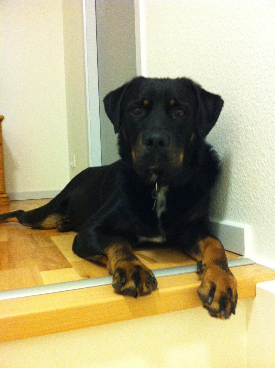 Blanding af racer Balou |Bøffen| billede 15